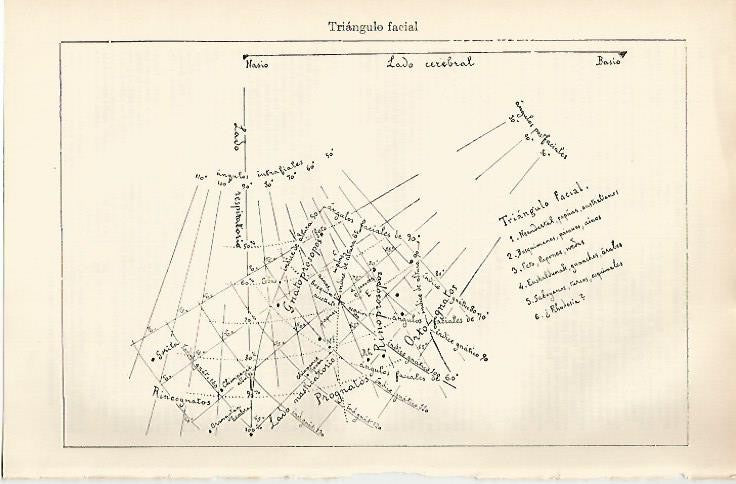 LAMINA ESPASA 855: Triangulo facial