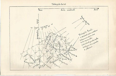 LAMINA ESPASA 855: Triangulo facial