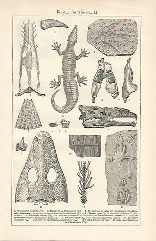 LAMINA ESPASA 858: Formacion triasica II