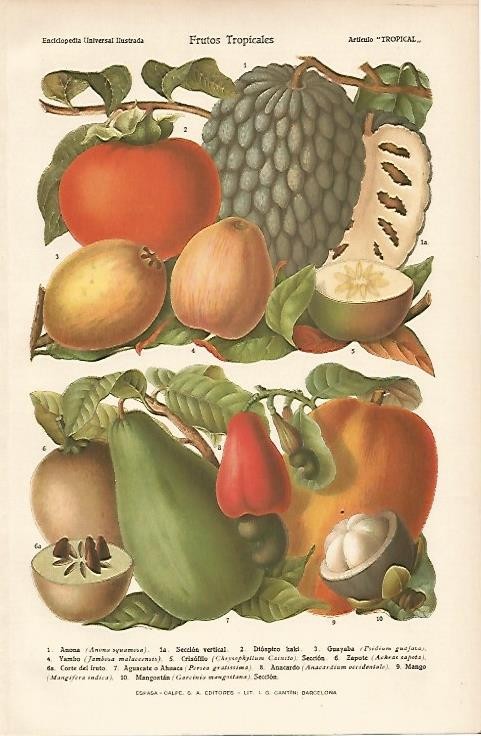 LAMINA ESPASA 910: Frutos tropicales