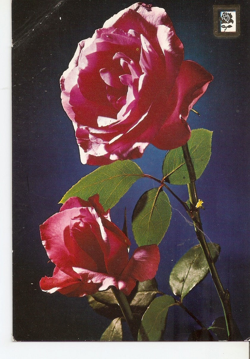 Postal 037832 : Rosas  
