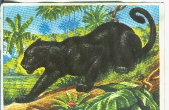 Cromos: Historia Natural numero 166