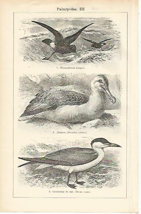 LAMINA ESPASA 1483: Aves palmipedas IV