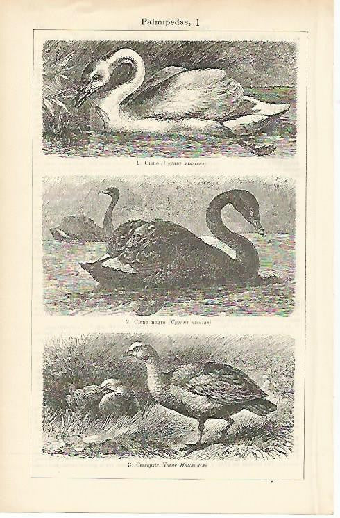 LAMINA ESPASA 1484: Aves palmipedas V