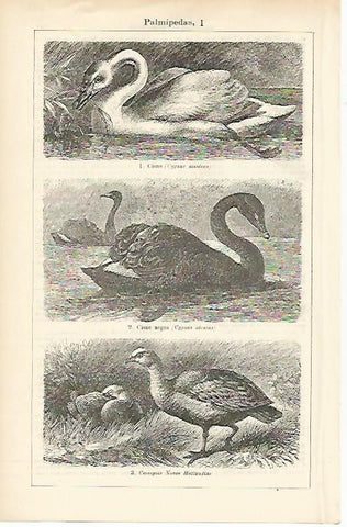 LAMINA ESPASA 1484: Aves palmipedas V