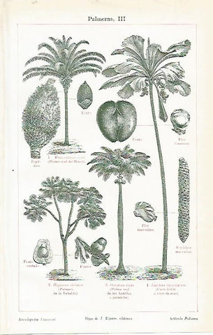 LAMINA ESPASA 1486: Palmeras II