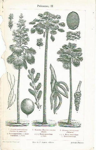 LAMINA ESPASA 1487: Palmeras III