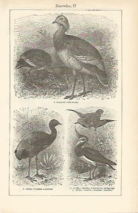 LAMINA ESPASA 1607: Aves zancudas