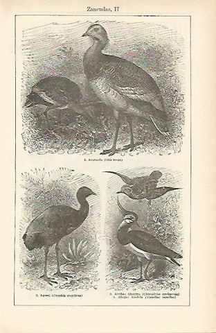 LAMINA ESPASA 1607: Aves zancudas