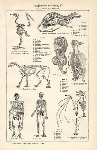 LAMINA ESPASA 1661: Clasificacion zoologica: aves y mamiferos