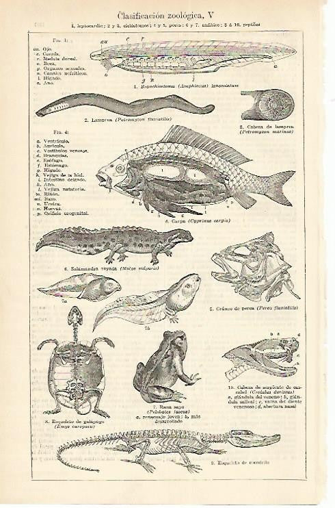 LAMINA ESPASA 1663: Clasificacion  zoologica
