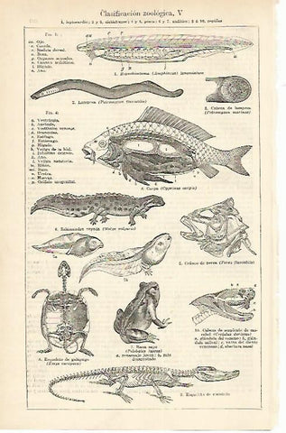 LAMINA ESPASA 1663: Clasificacion  zoologica
