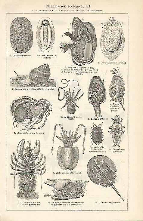 LAMINA ESPASA 1664: Clasificacion zoologica: moluscos y crustaceos