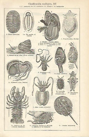 LAMINA ESPASA 1664: Clasificacion zoologica: moluscos y crustaceos