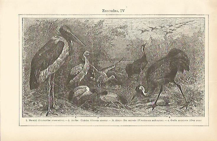 LAMINA ESPASA 1683: Dibujos de aves zancudas