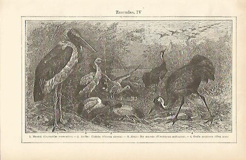 LAMINA ESPASA 1683: Dibujos de aves zancudas