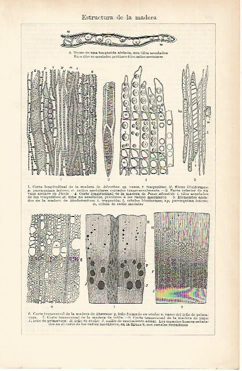 LAMINA ESPASA 1738: Estructura de la madera