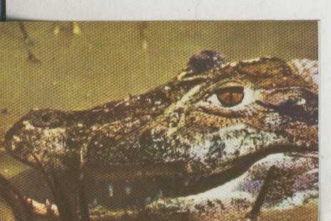 Cromos: La Naturaleza y sus maravillas numero 028