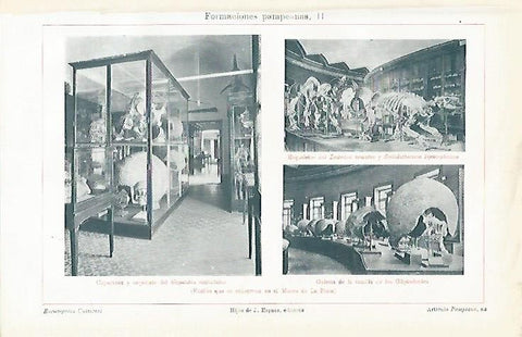 LAMINA ESPASA 1469: Fosiles del Museo de La Plata