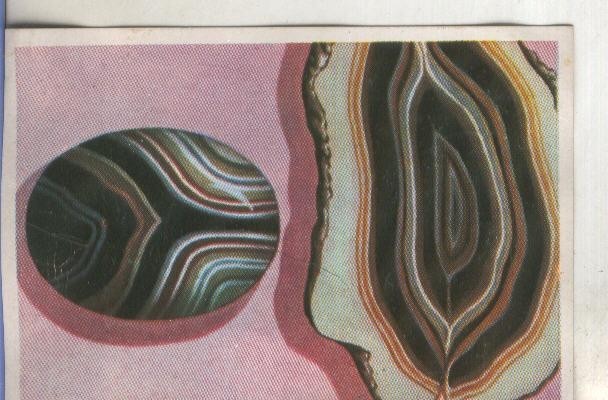 Cromos: Historia Natural numero 088