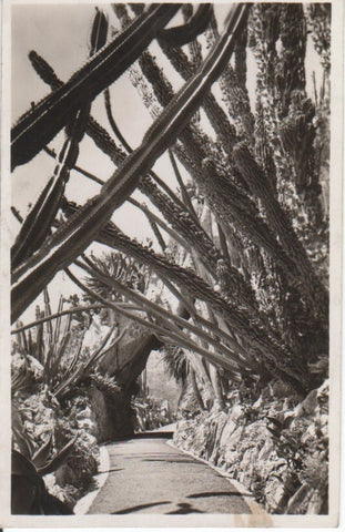 Postal-Postcard 17340: MONACO - Jardin Exotique de Monaco. Cereus Pitahaya