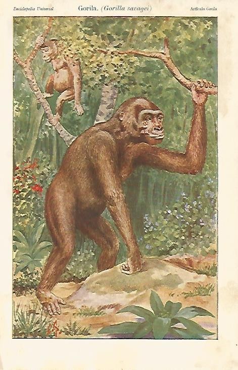 LAMINA ESPASA 2134: Gorilla savagei o gorila