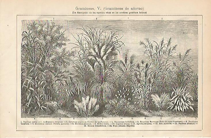LAMINA ESPASA 2170: Gramineas de adorno