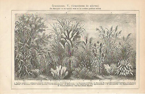 LAMINA ESPASA 2170: Gramineas de adorno