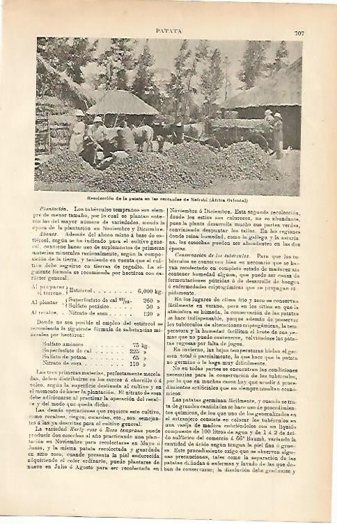 LAMINA ESPASA 2349: Recoleccion de patata en Nairobi Kenya