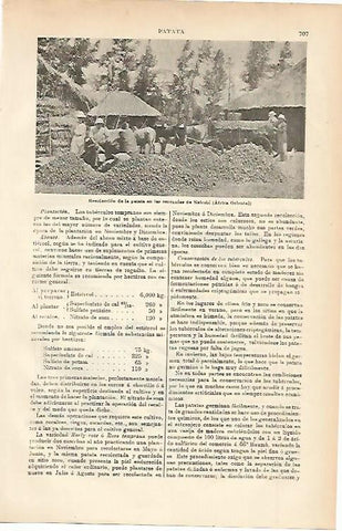 LAMINA ESPASA 2349: Recoleccion de patata en Nairobi Kenya
