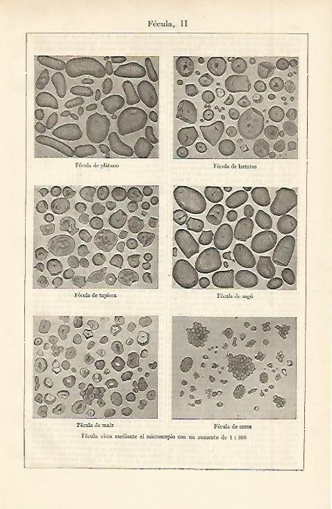 LAMINA ESPASA 2450: Tipos de fecula