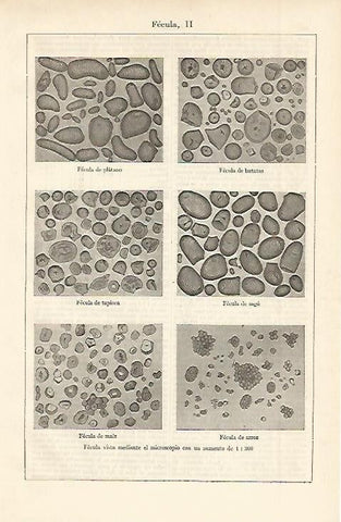 LAMINA ESPASA 2450: Tipos de fecula