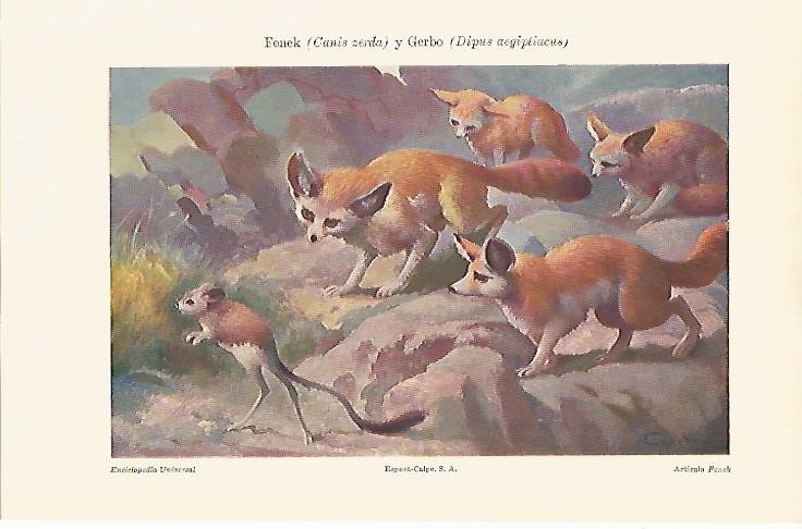 LAMINA ESPASA 2457: Canis cerda o fenek y dipus aegiptiacus o gerbo