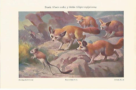 LAMINA ESPASA 2457: Canis cerda o fenek y dipus aegiptiacus o gerbo