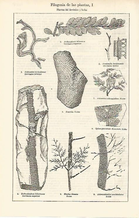LAMINA ESPASA 2518: Plantas del devonico y kulm