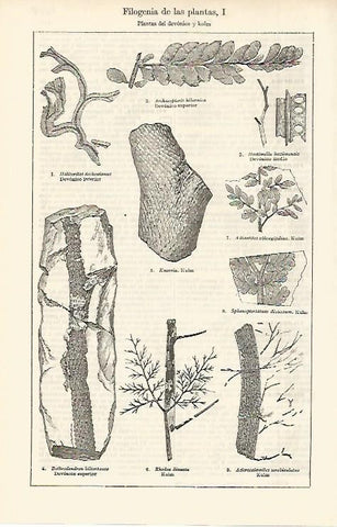 LAMINA ESPASA 2518: Plantas del devonico y kulm