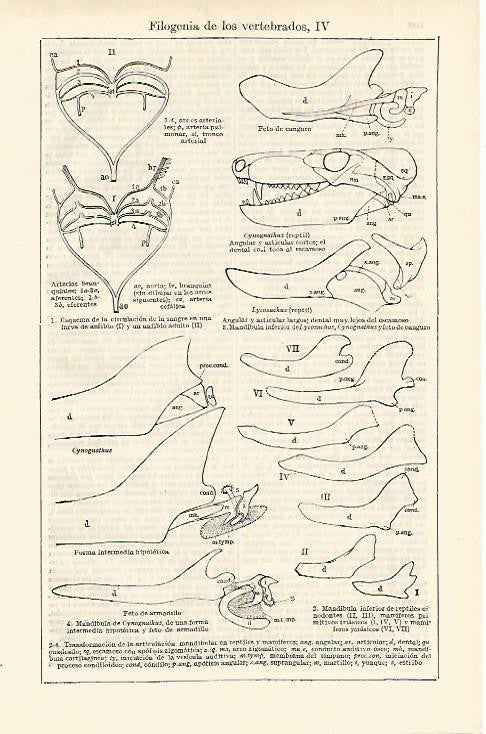 LAMINA ESPASA 2523: Filogenia de los vertebrados III