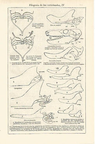 LAMINA ESPASA 2523: Filogenia de los vertebrados III