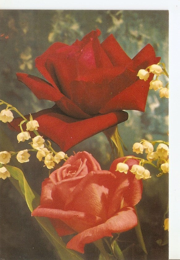 Postal 034286 : Rosas rojas