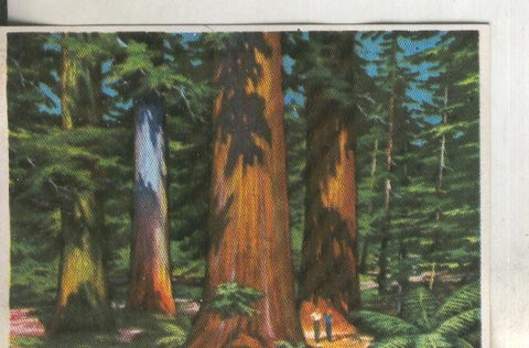 Cromos: Historia Natural numero 405