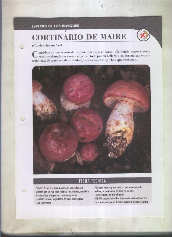 Bolets ficha 065: Cortinario de maire (Cortinarius mairei)