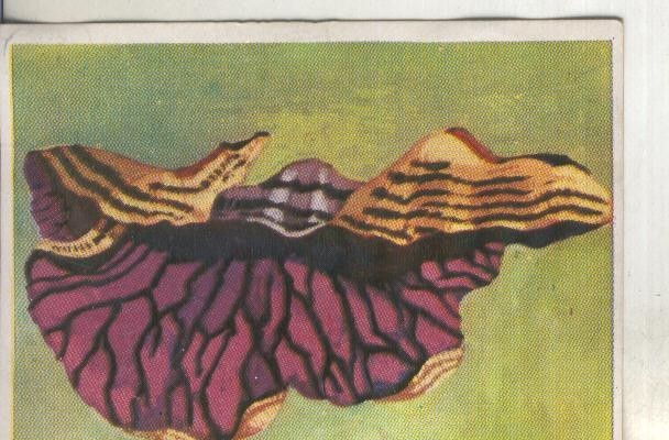 Cromos: Historia Natural numero 432