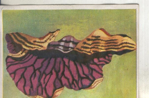 Cromos: Historia Natural numero 432