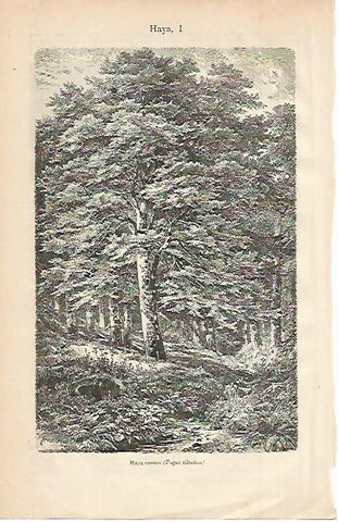 LAMINA ESPASA 526: Haya comun o Fagus Silvativa