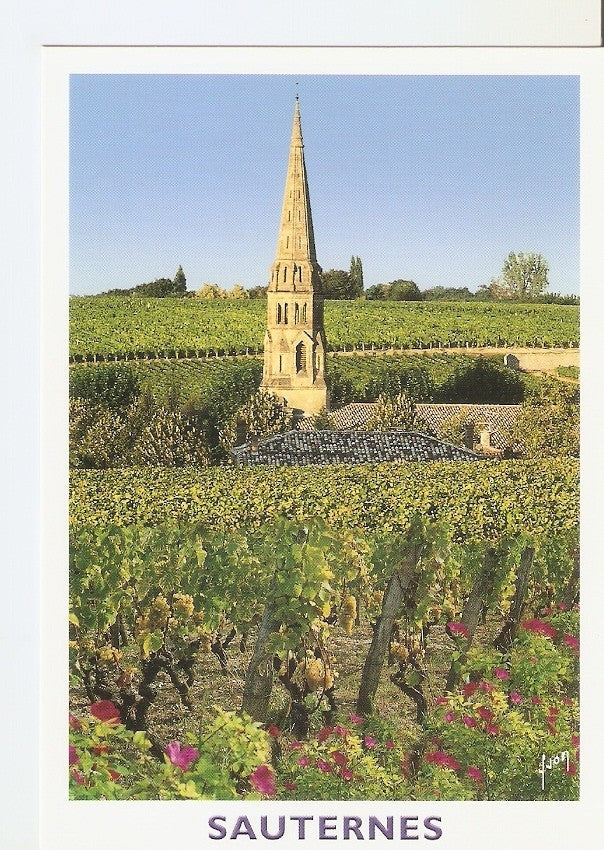 Postal 033890 : Sauternes (Gironde). Le Clocher de leglise surgissant au milieu des vignes