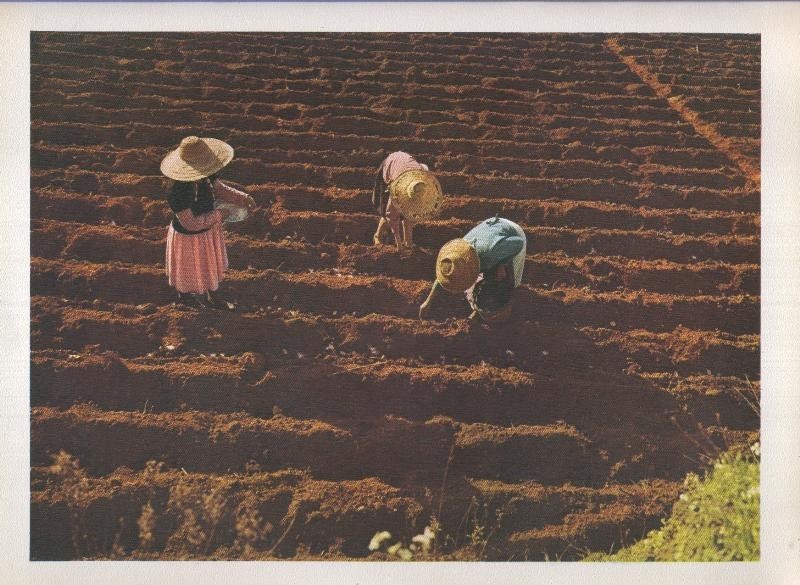 Gran Canaria: Lamina 10: Artesania de la agricultura