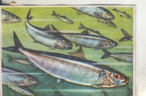 Cromos: Historia Natural numero 104