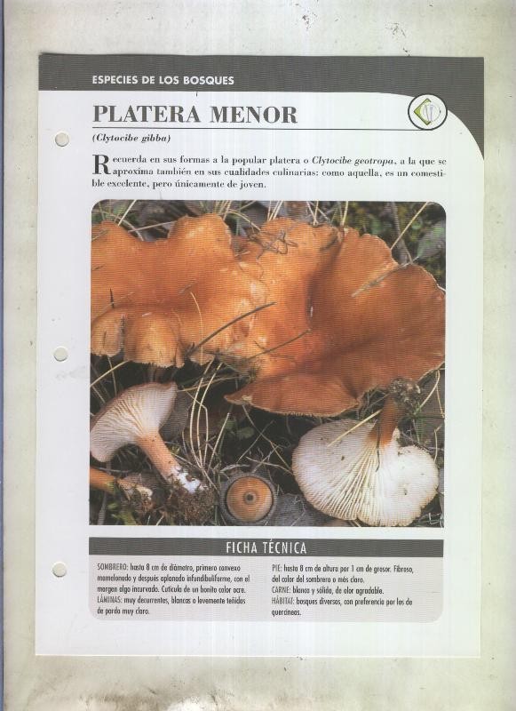 Bolets ficha 099: Platera menor (Clytocibe gibba)