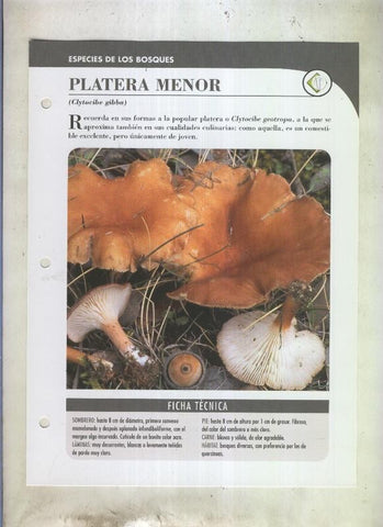 Bolets ficha 099: Platera menor (Clytocibe gibba)