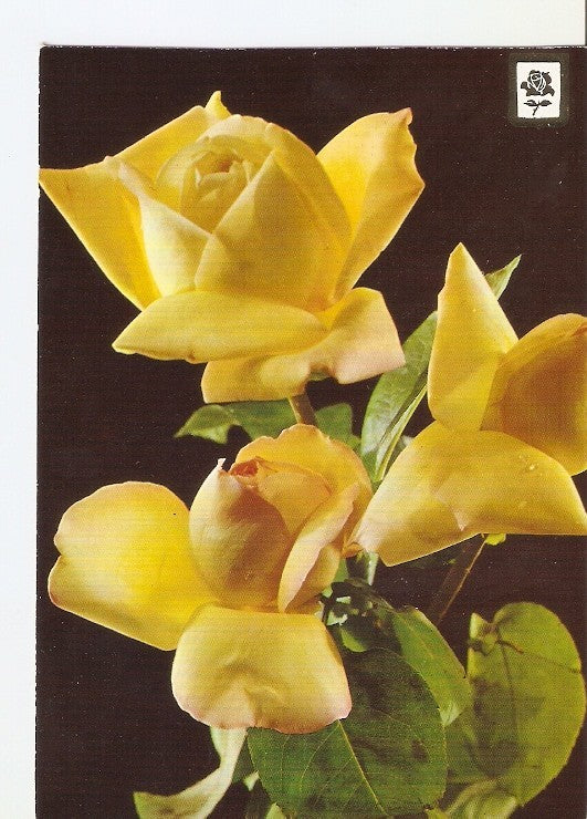 Postal 022396 : Flores